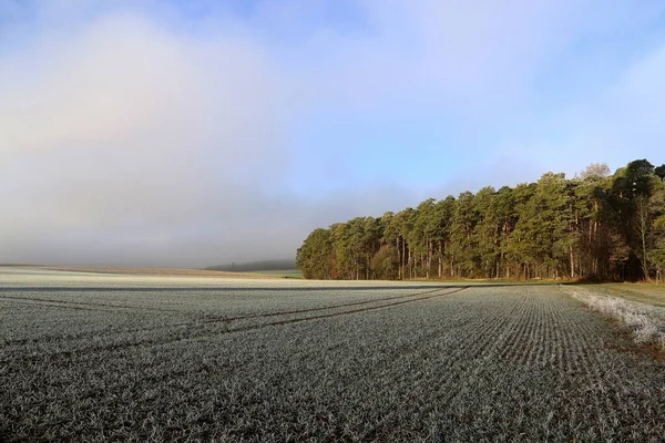 Zastavit na polích v časném mrazivém ránu — Stock fotografie