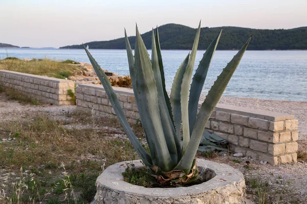 Besar agave semak tumbuh di pantai — Stok Foto