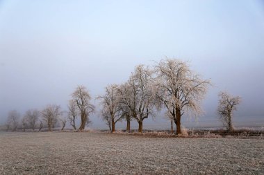hoarfrost ile kış peyzaj ağaçları ile kaplı
