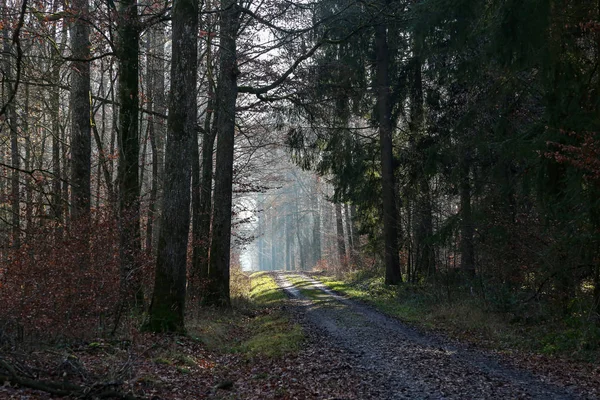 Утро в лесу в теплую зиму — стоковое фото