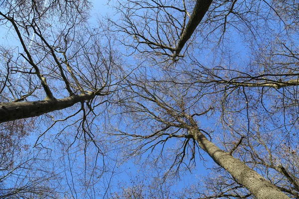 Vrcholy stromů v lese proti modré obloze — Stock fotografie