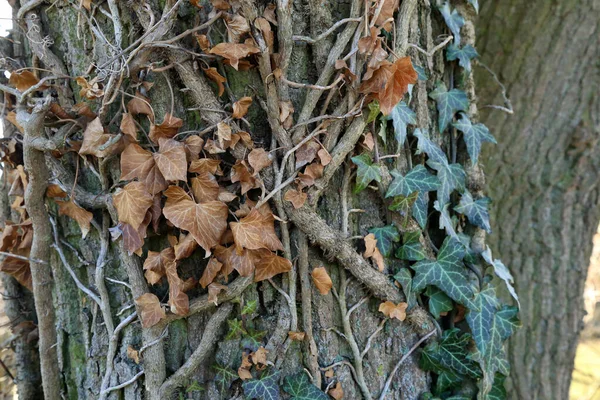 Hedera helix - Hera verde tece um tronco de árvore — Fotografia de Stock