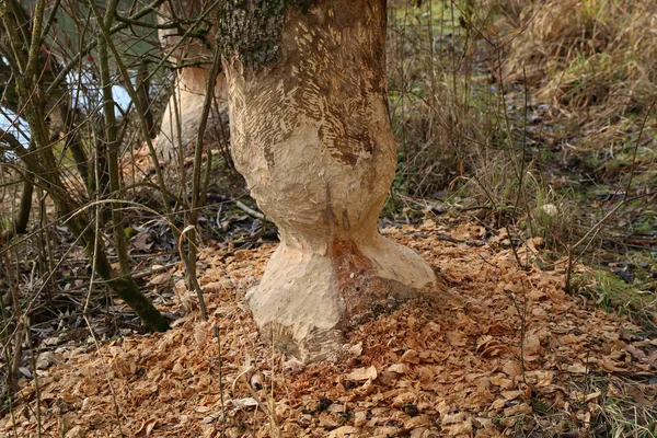 Árvores na margem do lago são roídas por castores — Fotografia de Stock