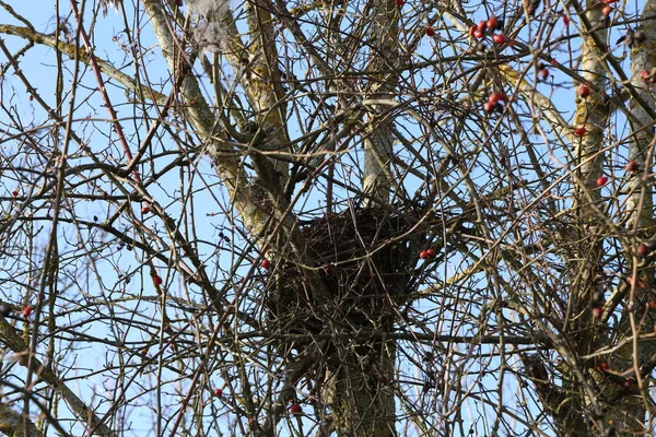 Il nido di uccelli di rami è alto sull'albero — Foto Stock