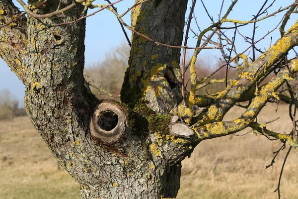 Árvore de fruto com oco coberto de musgo — Fotografia de Stock