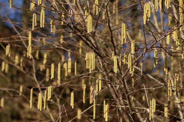 Yellow flowering earrings of an alder tree — 스톡 사진