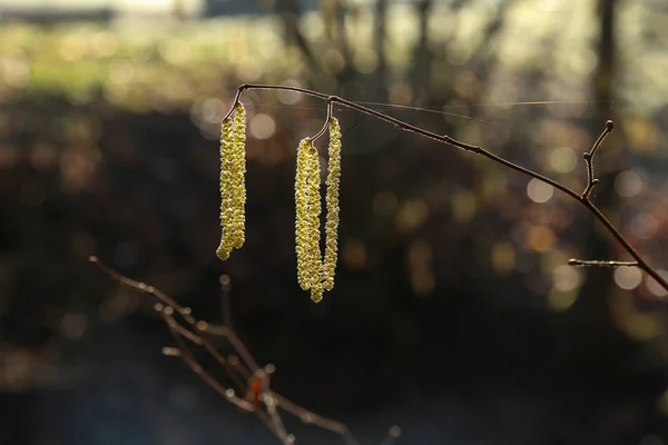 Yellow flowering earrings of an alder tree — 스톡 사진
