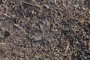 Yaşlı yaprak donmuş zeminde yatıyor.