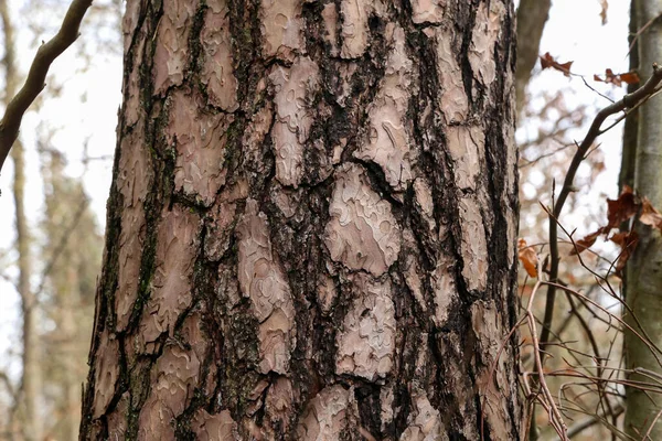 Vista de perto da casca de pinus negra árvore — Fotografia de Stock