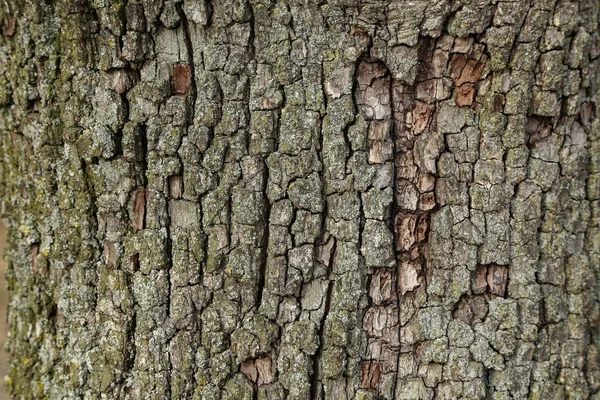 Hintergrund - Rinde des Birnbaums aus nächster Nähe — Stockfoto