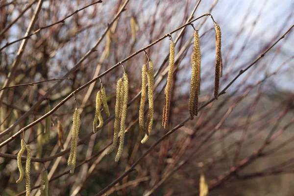 Yellow flowering earrings of an alder tree — 스톡 사진