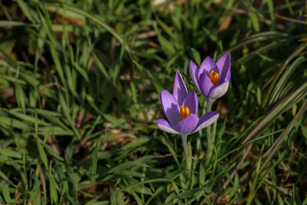 First Spring Flowers Violet Crocuses Growing Melting Snow — Stock Photo, Image