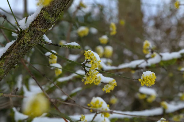 Small yellow bush flowers in spring morning covered with snow
