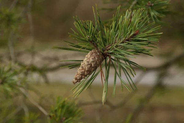 Branch of Pine Tree with needles and Pine Cone.