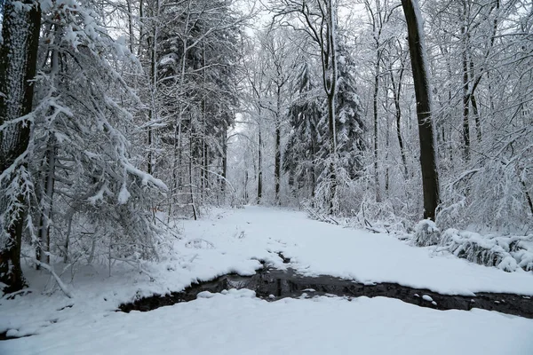 Paisagem Inverno Com Árvores Cobertas Neve Branca — Fotografia de Stock