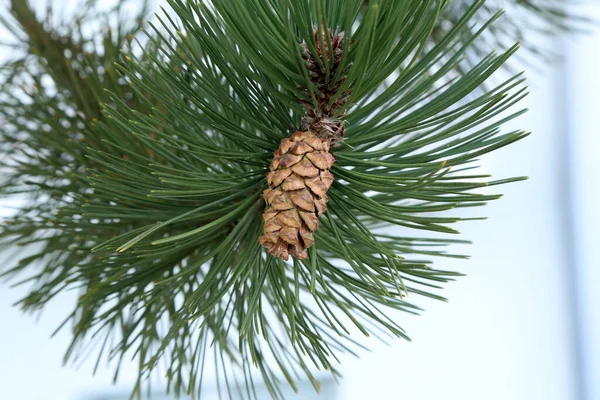 Branch of Pine Tree with needles and Pine Cone — Stock Photo, Image