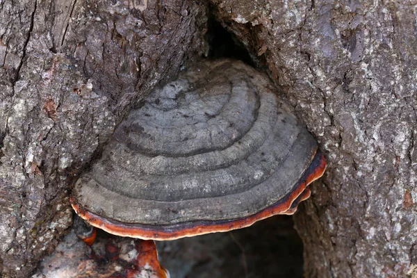 Champignon Amadou Champignon Sur Arbre Gros Plan Médicament Médical — Photo