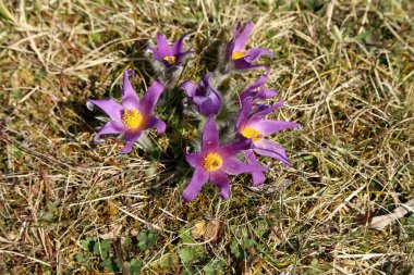 Güzel mor pofuduk çiçek Doğu Pulsatilla pasqueflower patentli.