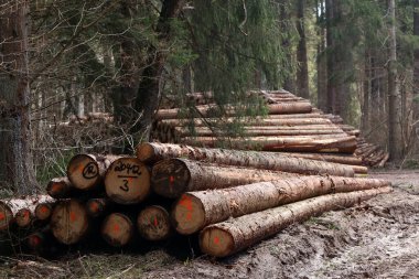 Ormanda yeni kesilmiş ağaçlar, bir orman yolunun kenarında..