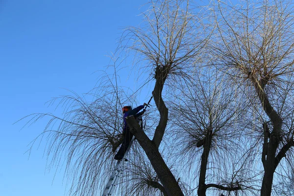 Arborista Pracující Ořezávání Stromů Prořezávání Prořezávání Zarostlé Koruny — Stock fotografie