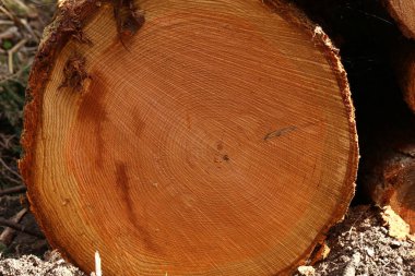 Testere ağacı. Yıllık halkalar ağaçta.