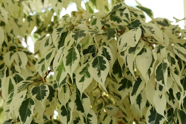 Variate Ficus Benjamina Kamerplant Met Een Ingezoomde Kleur — Stockfoto