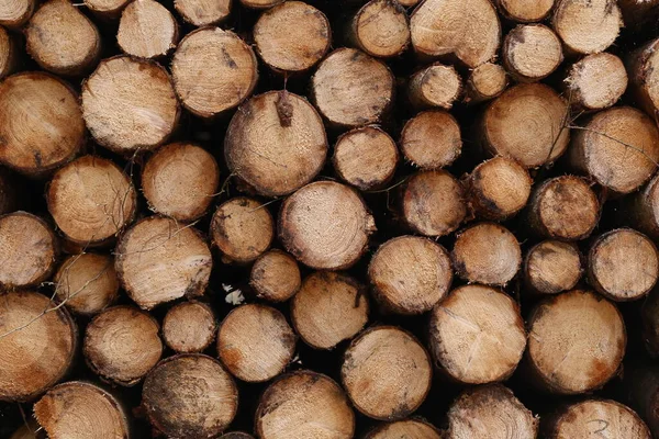 Closeup Logs Trees Nature Lot Cutted Logs — Stock Photo, Image