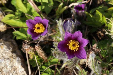 Güzel mor pofuduk çiçek Doğu Pulsatilla pasqueflower patentli.
