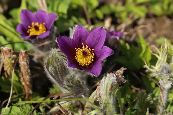 Güzel mor pofuduk çiçek Doğu Pulsatilla pasqueflower patentli.