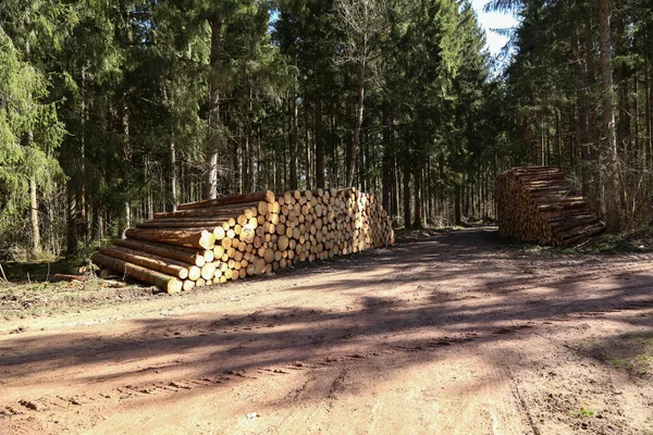 Čerstvě Vykácené Stromy Lese Úbočí Lesní Cesty — Stock fotografie