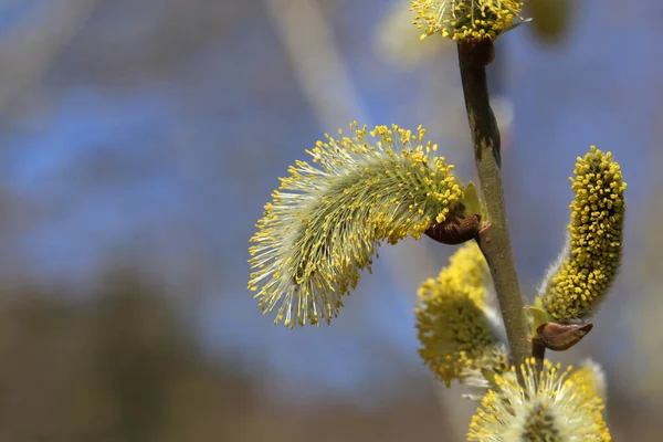 Macro Shot Blossoming Pussy Willow Forest Background — Stok fotoğraf