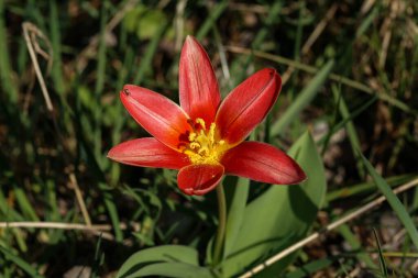 Çiçek çayırında parlak kırmızı laleler.