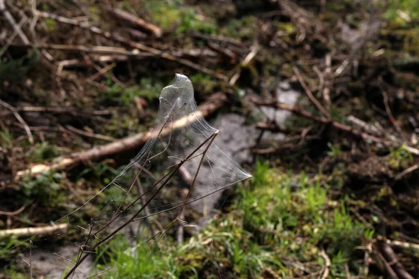 White web hangs on tree branches