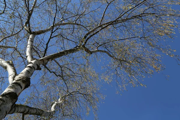 Bříza s náušnicemi na jaře proti modré obloze — Stock fotografie