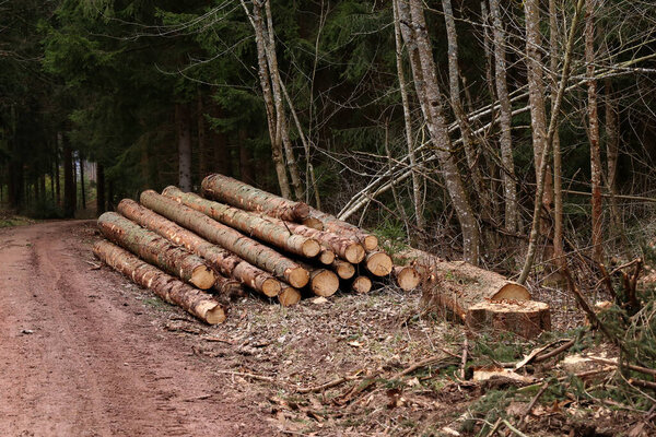 Freshly cut trees in the forest, on the side of a forest road