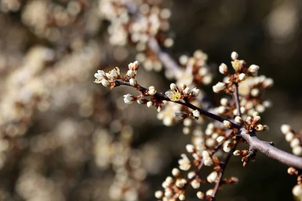 春の日の桜の花 — ストック写真