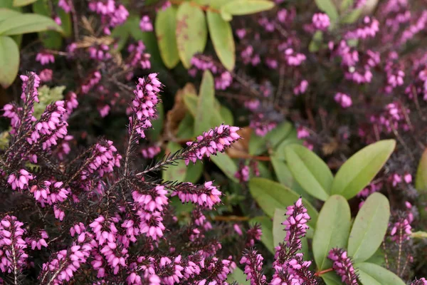 Erica carnea - inverno saúde, inverno floração urze, primavera saúde — Fotografia de Stock