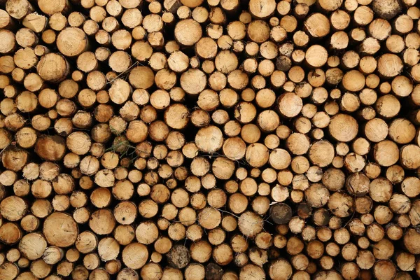 Closeup of logs of trees in nature. a lot of cutted logs — Stock Photo, Image