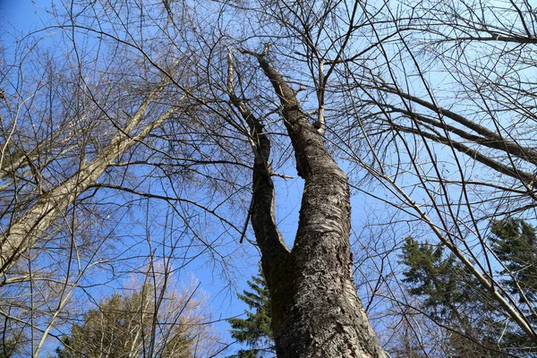 Tall trees in the forest against the blue sky.