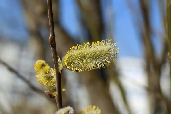 Macro Shot Blossoming Pussy Willow Forest Background — Zdjęcie stockowe