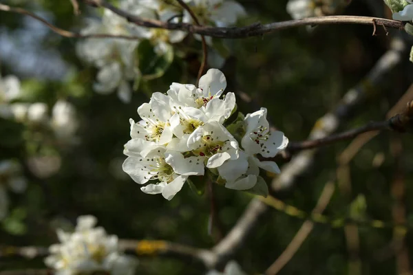 Λουλούδια Των Οπωροφόρων Δέντρων Την Ανοιξιάτικη Μέρα — Φωτογραφία Αρχείου