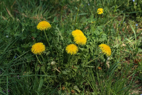 Yellow Dandelions Bright Flowers Dandelions Background Green Spring Meadows — Stock Photo, Image