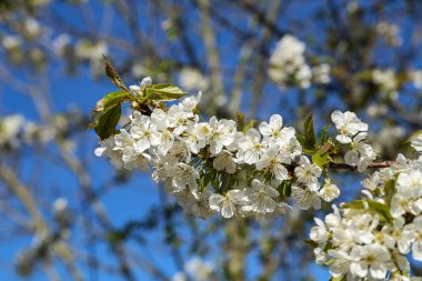 Bir bahar günü meyve ağaçlarının çiçekleri.