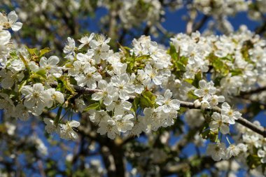 Bir bahar günü meyve ağaçlarının çiçekleri.