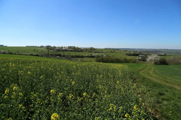 Raps Field Coltivato Campo Raps Colorato Germania — Foto Stock