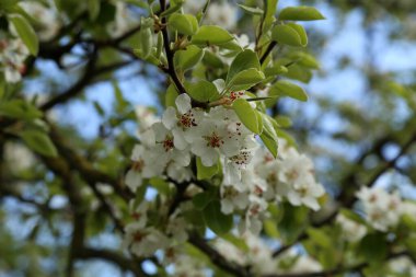 Bir bahar günü meyve ağaçlarının çiçekleri.