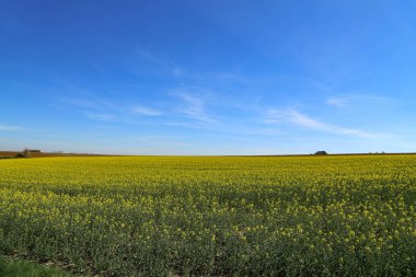 Raps Field - Almanya 'da Renkli Rap Sahası.