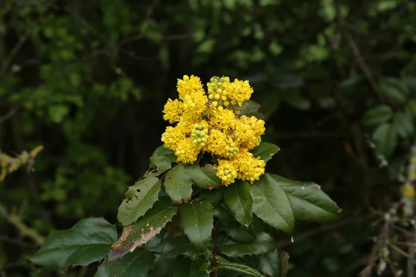 Virágzó Mahonia Aquifolium Oregoni Szőlő Virágzó Mahonia Sárga Ága Tavasszal — Stock Fotó