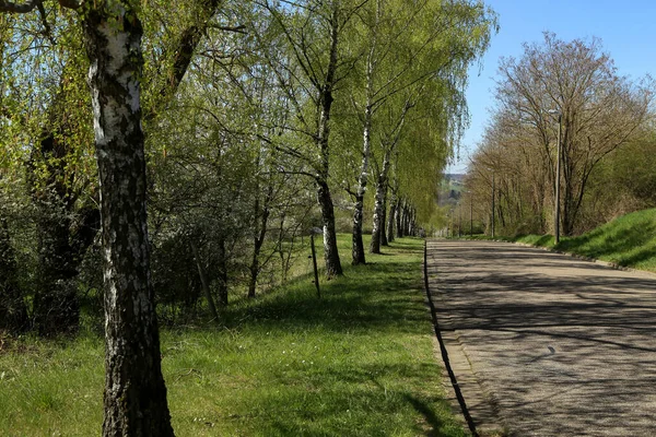 Birch Alley Road Spring — Stock Photo, Image