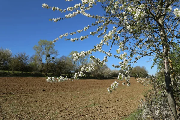 Весняний Пейзаж Квітучими Фруктовими Деревами — стокове фото